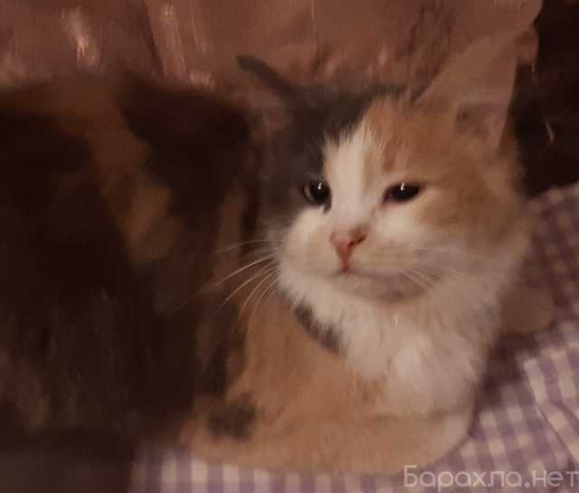 Отдам даром: Отдам котенка девочку