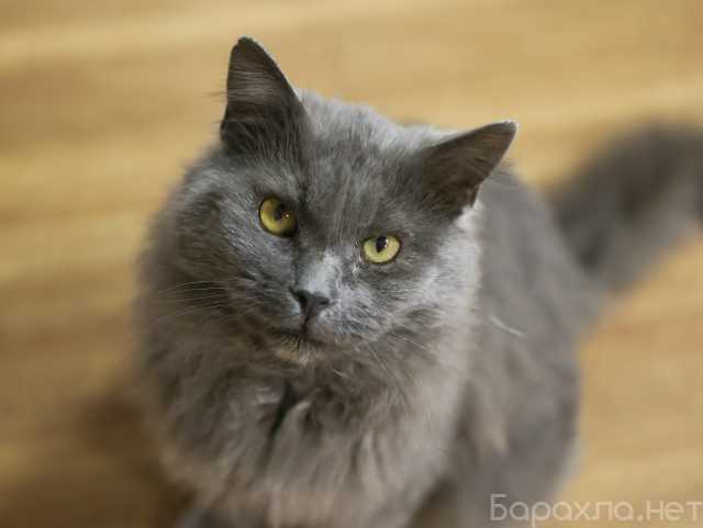 Отдам даром: метис нибелунга Дымок