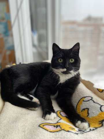 Отдам даром: Маркизный ласковый кот Орешек в дар