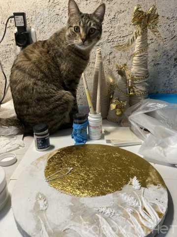 Отдам даром: Отдам котика