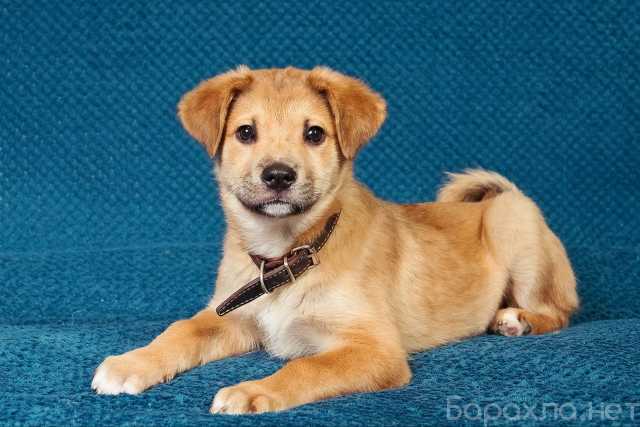 Отдам даром: трогательные щеночки