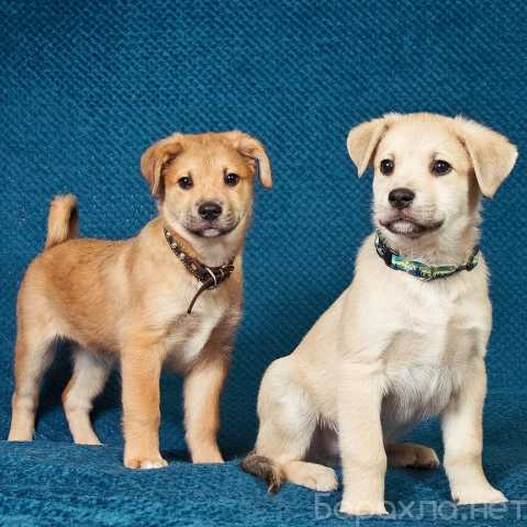 Отдам даром: трогательные щеночки