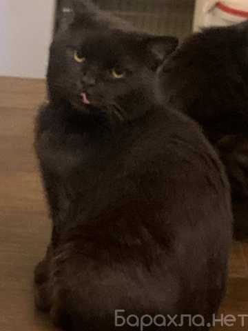 Отдам даром: Лютик ищет дом!