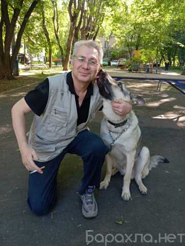 Предложение: Кинолог: профессиональная дрессировка со