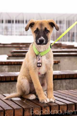 Отдам даром: Маленькое счастье - щенок Тишка ищет дом