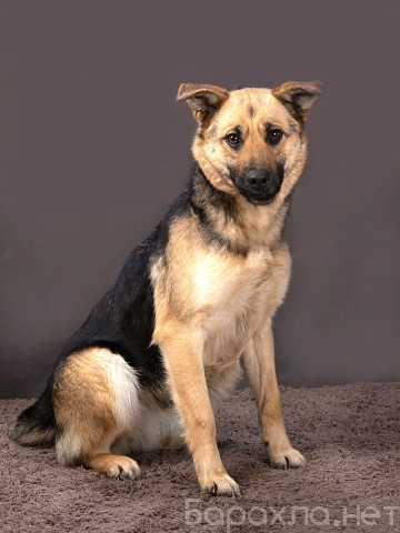 Отдам даром: ласковая и общительная собачка Альма (По