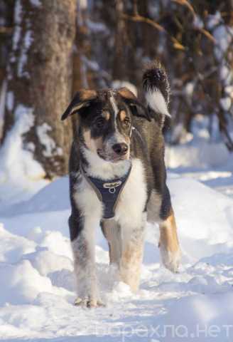 Отдам даром: Робби в поисках семьи!