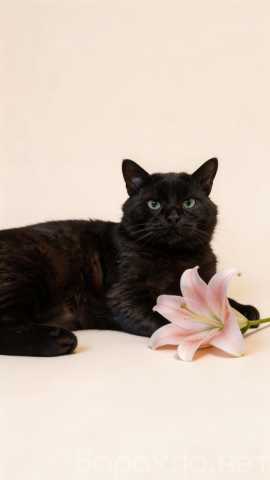 Отдам даром: Самый добрый на свете котик Сириус