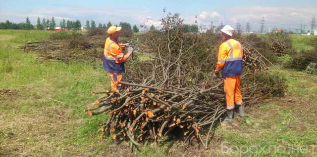 Предложение: Очистим территорию, спил деревьев