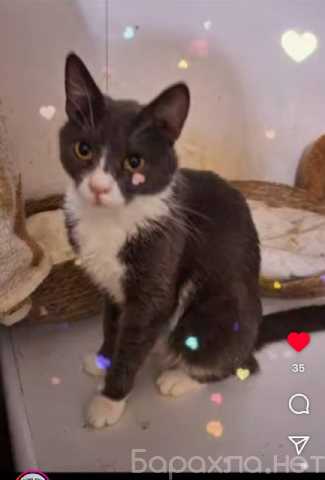 Отдам даром: Анечка ищет дом