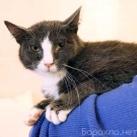 Отдам даром: ДымОК ищет дом