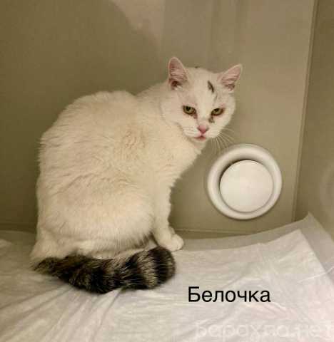 Отдам даром: Кошка Белочка ищет дом