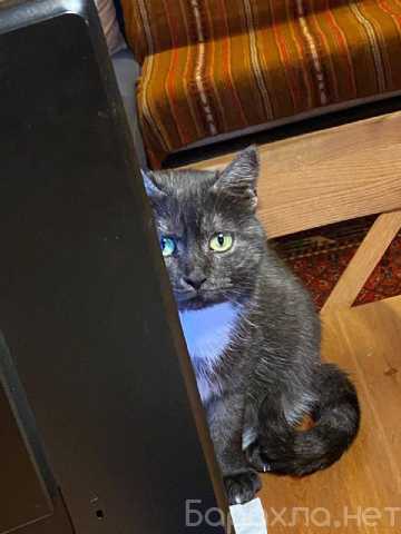 Отдам даром: Варвара-краса ищет дом