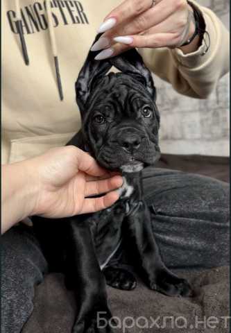 Продам: щенки Кане-корсо. Щеночки кане корсо