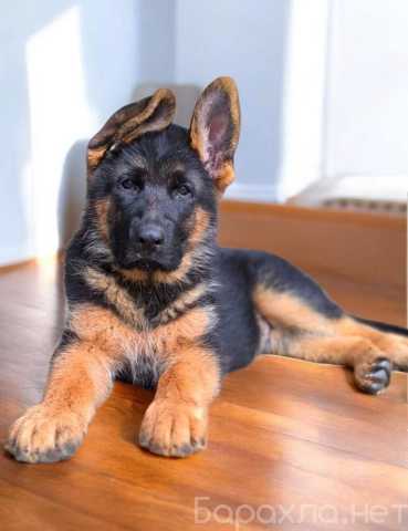 Продам: Щенки немецкой овчарки