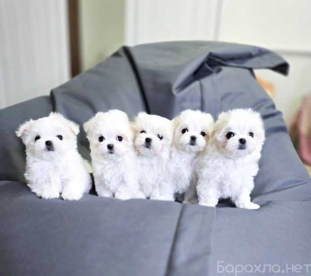 Продам: щенки мальтезе.Щенки мальтийской болонки