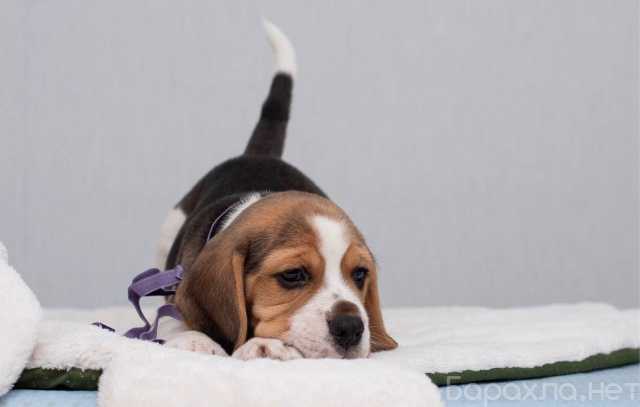 Продам: щенки Бигля. Щеночки бигль