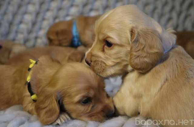 Продам: щенки Кокер Спаниеля. Кокер Спаниель