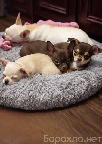 Продам: Щенки чихуахуа