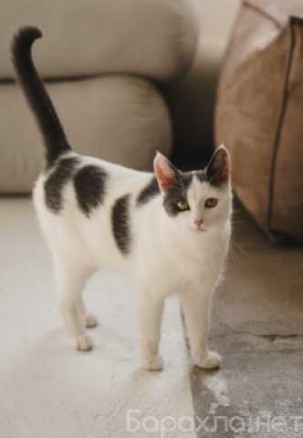Отдам даром: Кошка