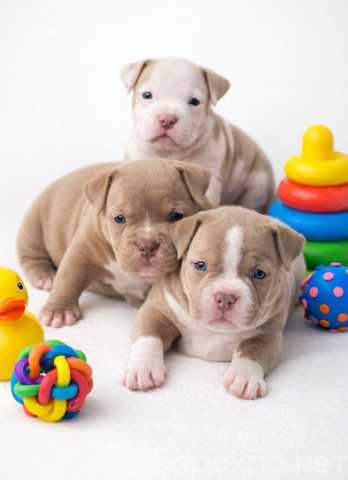 Продам: Щенки Американского Булли