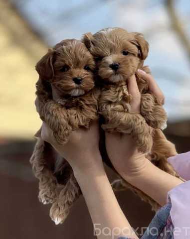 Продам: щенки Мальтипу Ф1 и Ф2.Щеночки Мальтипу