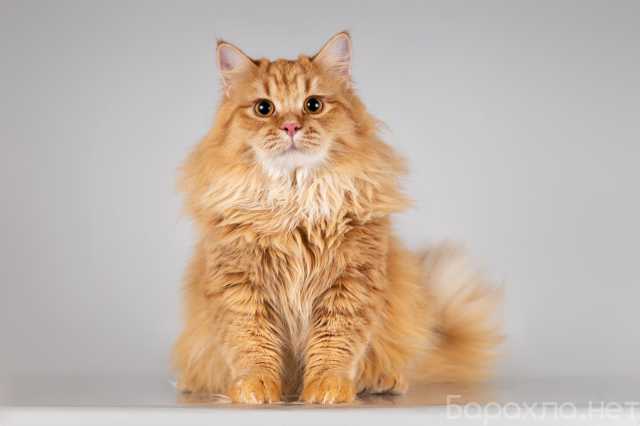 Отдам даром: Очаровательный рыжий котик Лютик ищет до