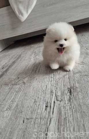 Продам: Чистокровные щенки померанского шпица