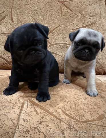 Продам: щенки мопса.Щеночки мопса