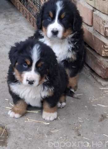 Продам: Щенки бернского зенненхунда