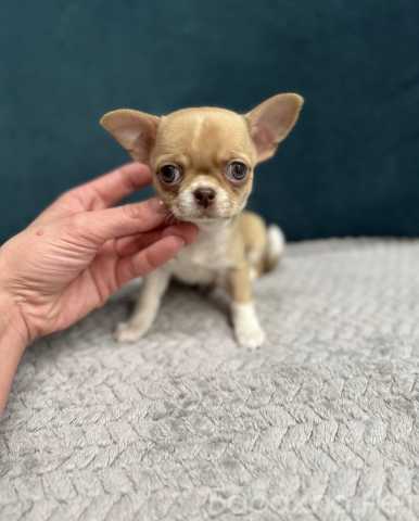 Продам: Щенки чихуахуа