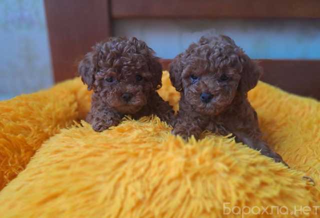 Продам: Щенки Той-пуделя. Той пудель