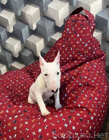 Продам: щенки бультерьера