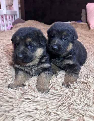 Продам: Щенки немецкой овчарки