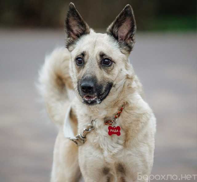 Отдам даром: Милейшая Рада ищет любящий дом