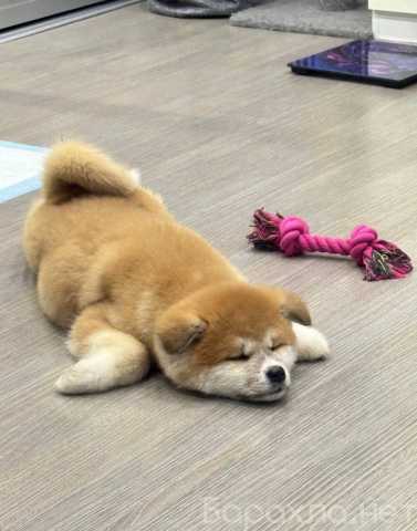 Продам: Щенки Акита Ину. Сиба ину