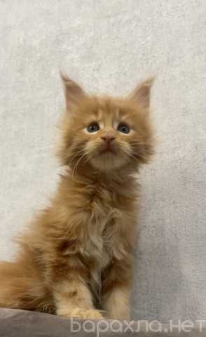 Продам: Котенок мейн-кун с документами