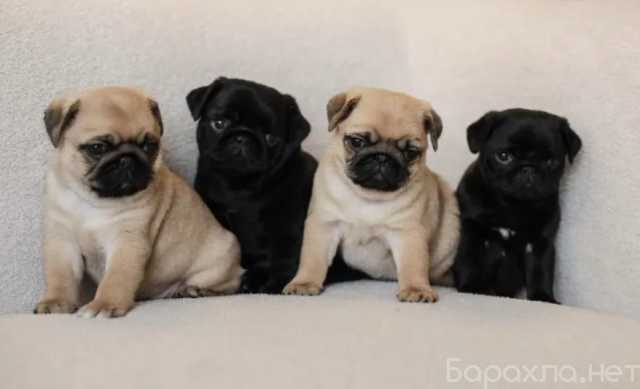 Продам: Щенки мопса