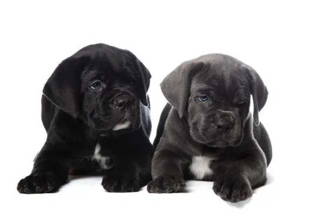 Продам: Кане Корсо щенки