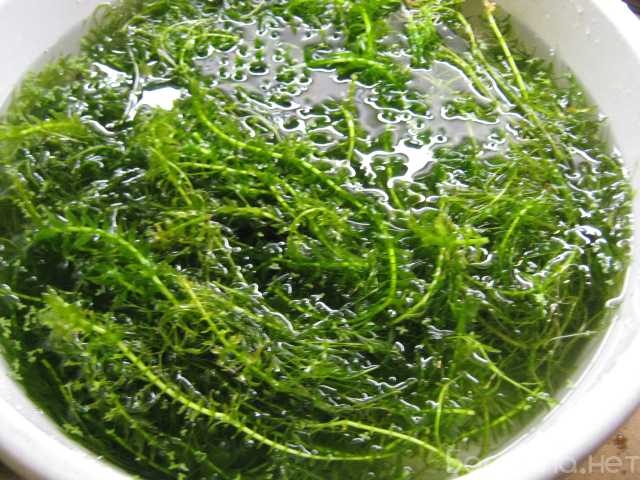 Продам: Аквариумные растения