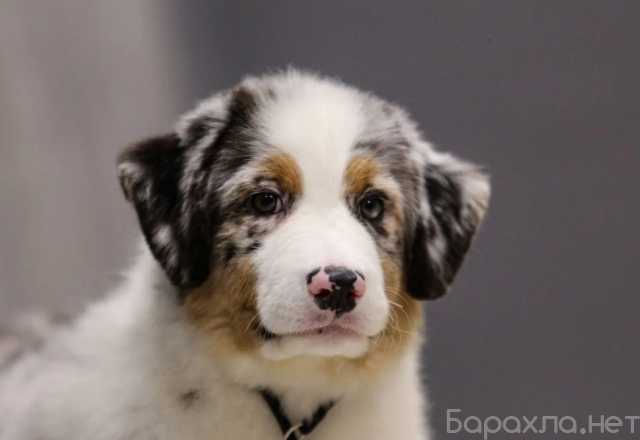 Продам: Щенки аусси