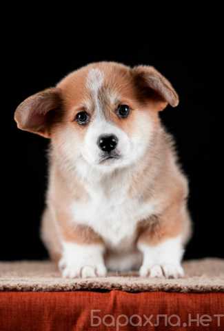 Продам: Щенки вельш корги