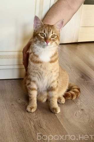 Отдам даром: Кошечка рыженькая Фрося. Стерилизована