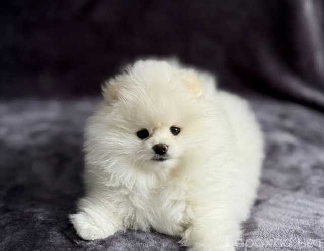 Продам: Шпиц померанский щенки