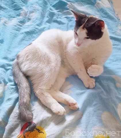 Отдам даром: Зюфа ищет дом (Подробнее: https://www.ba