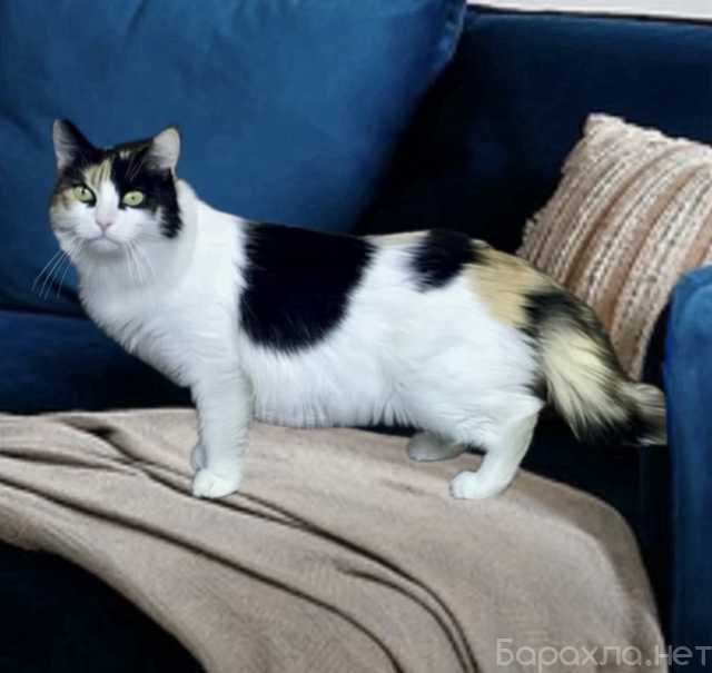 Отдам даром: Трехцветная кошечка Тося ищет дом