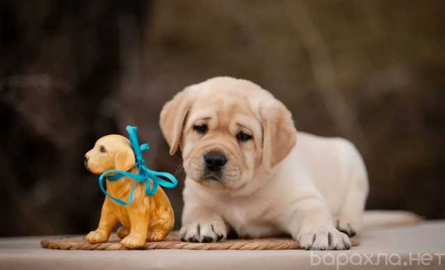 Продам: Щенки лабрадора