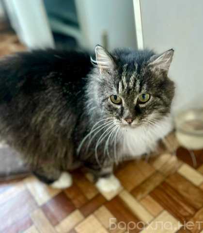 Отдам даром: Кот Зубок ждет…