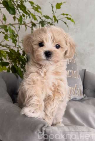 Продам: Щенки мальтипу