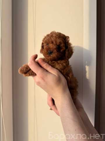 Продам: Девочки и мальчики той пудель